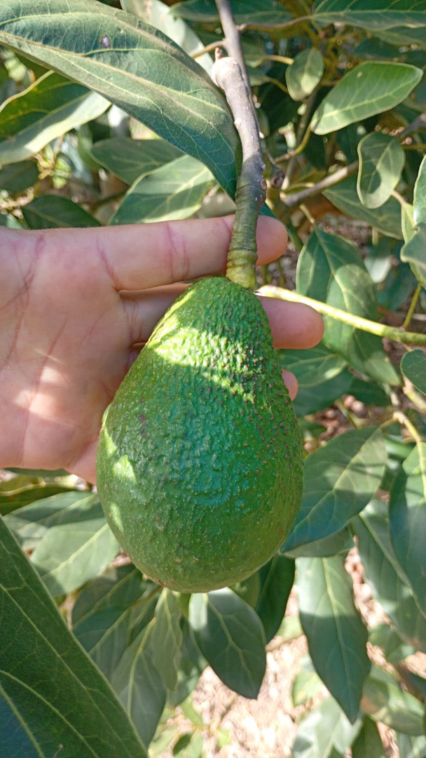 Aguacates Hass, calibre 14–20 mm, €1,89/kg CIF Hamburgo