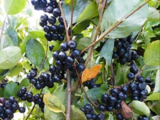 Vendo aronia orgánica, con certificado orgánico.