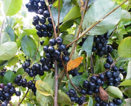 Vendo aronia orgánica, con certificado orgánico
