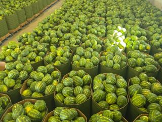 Vendo sandías. Peso: 5-8 kg. Tengo grandes cantidades. Ubicación:
