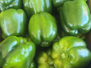 PIMIENTOS VERDES A LA VENTA – GRANDES VOLÚMENES DISPONIBLES