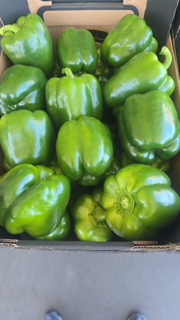 PIMIENTOS VERDES A LA VENTA – GRANDES VOLÚMENES DISPONIBLES Ofrecemos pimientos verdes frescos y de alta calidad procedentes de Polonia