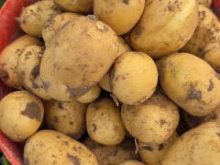 Venderé patatas Colombo y Riviera, cosechadas por encargo.