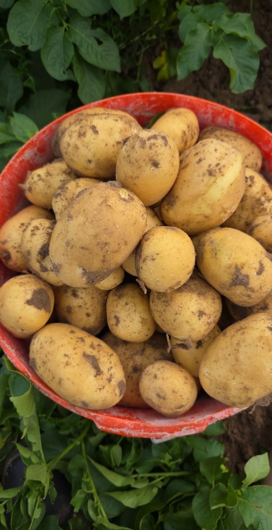 Venderé patatas Colombo y Riviera, cosechadas por encargo
