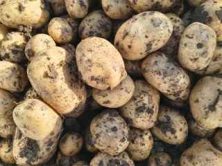 El productor vende patatas blancas y rojas; ofrecemos calidad