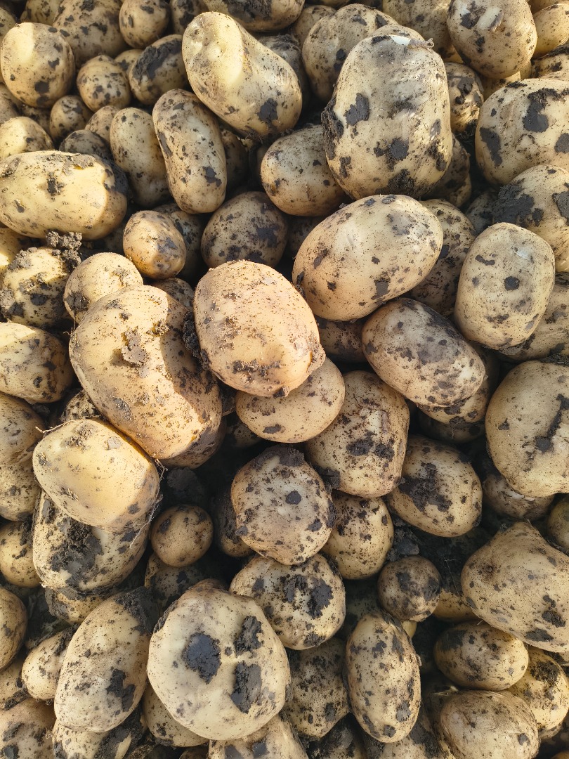 El productor vende patatas blancas y rojas; ofrecemos calidad y cantidad