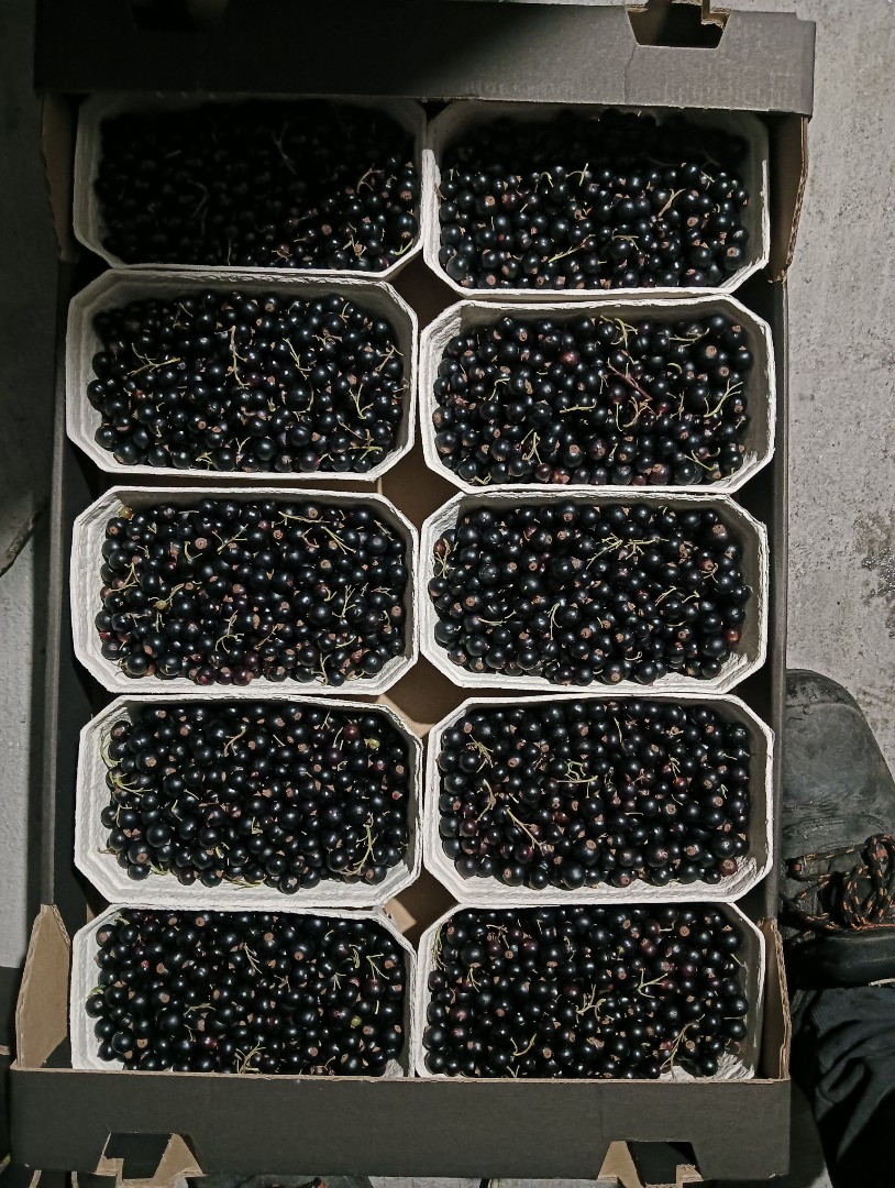 Venderé una barra transversal negra, 500 g, una sartén en una caja de 5 kg, una campana, y sin duda llegaremos a un acuerdo