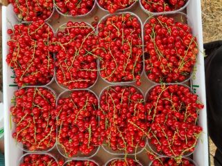 Grosellas rojas seleccionadas a mano a la venta