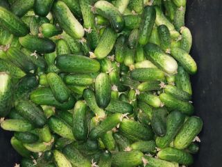 Vendo pepinos de campo polacos de mi propia granja.