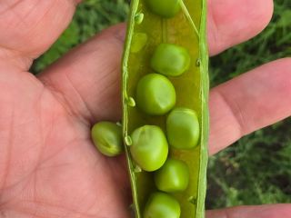 VENDO GUISANTES FRESCOS DE HUERTO — 5 HA, COSECHA