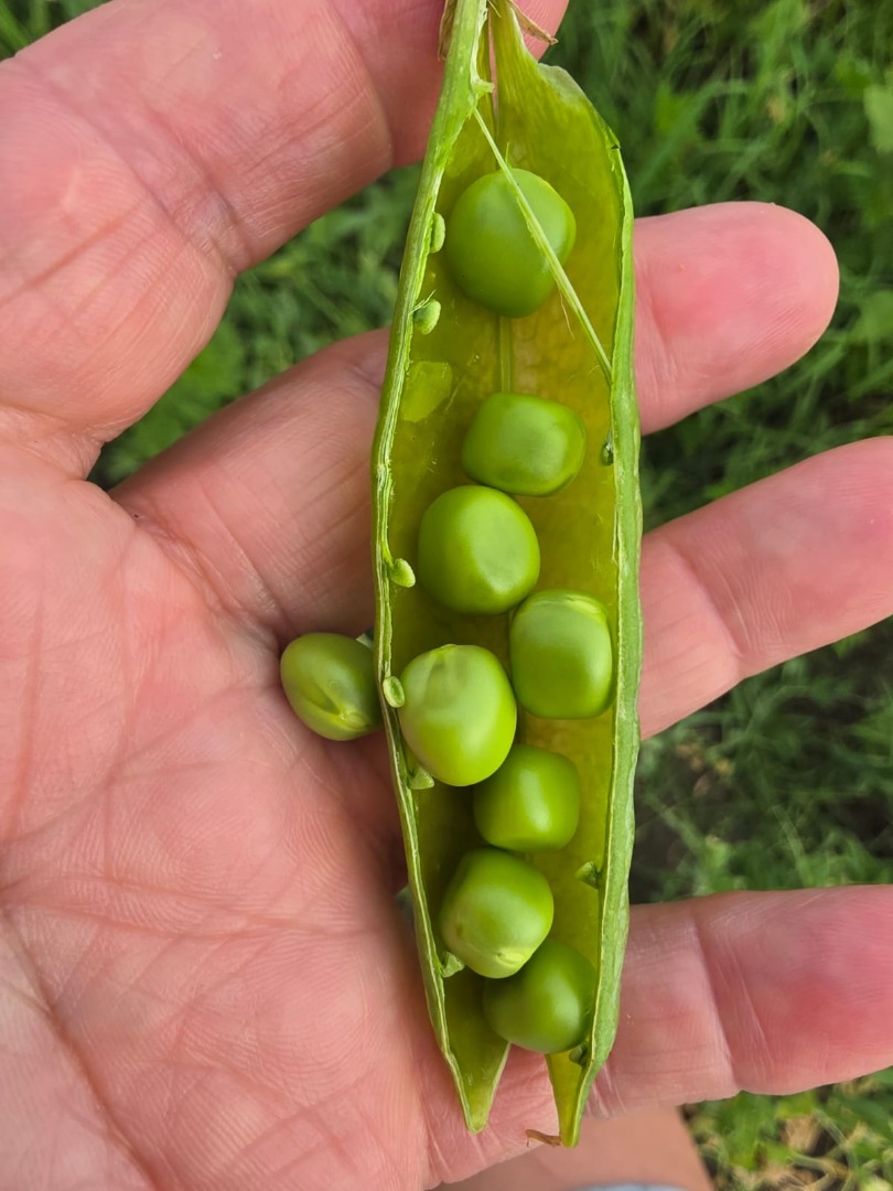 VENDO GUISANTES FRESCOS DE HUERTO — 5 HA, COSECHA YA Agricultor de Chiajna, condado de Ilfov, vende guisantes frescos de huerta de su propia producción