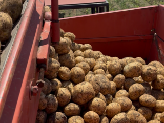 ¡Patatas a la venta, directamente del productor! Para más