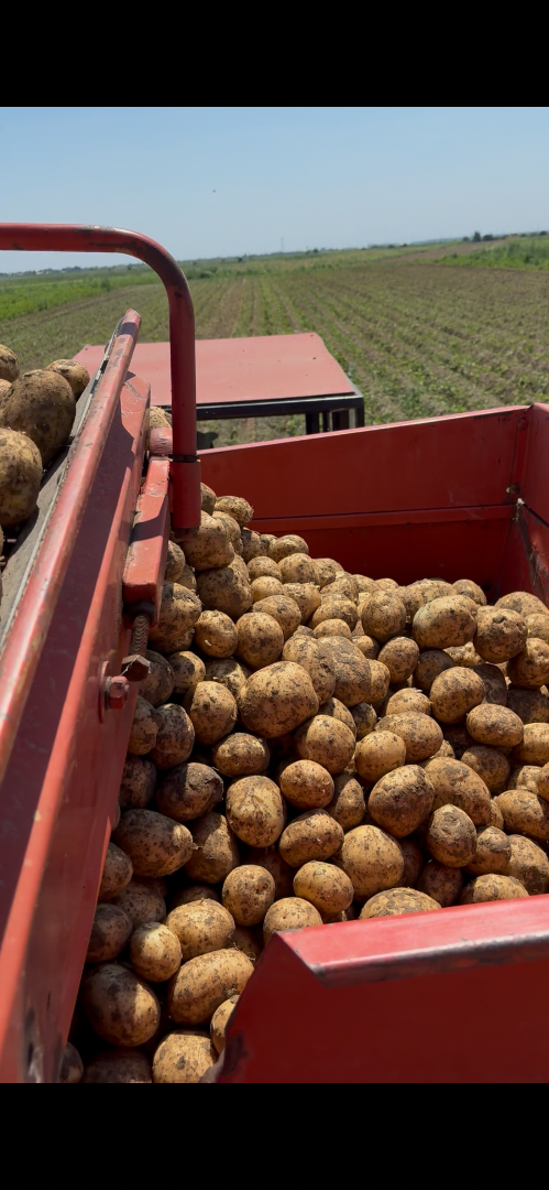 ¡Patatas a la venta, directamente del productor! Para más detalles y pedidos, ¡contáctame!