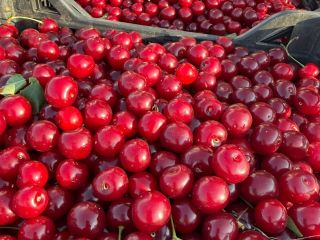 Ya están disponibles cerezas ácidas frescas para procesamiento industrial.