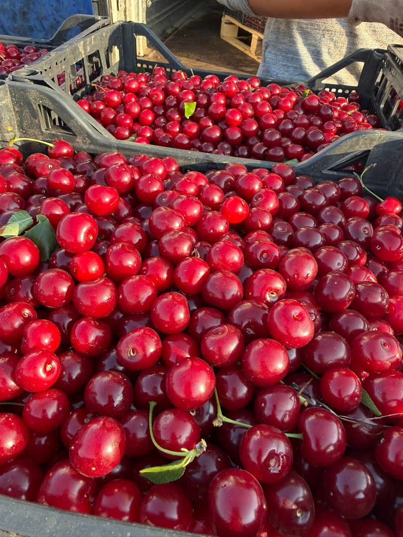 Ya están disponibles cerezas ácidas frescas para procesamiento industrial