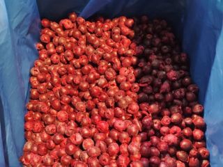 Cerezas ácidas IQF (sin hueso) ✅ Congeladas IQF ✅