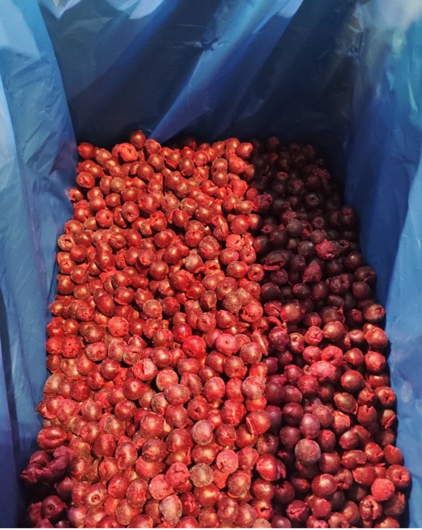 Cerezas ácidas IQF (sin hueso) ✅ Congeladas IQF ✅ Sin hueso Empaque: cajas de cartón de 10 kg Exportación desde Uzbekistán ✔ Calidad de exportación ✔ Precios