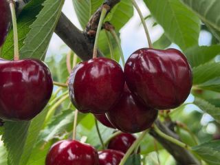 Vendo cerezas de alta calidad, con un sabor excelente.