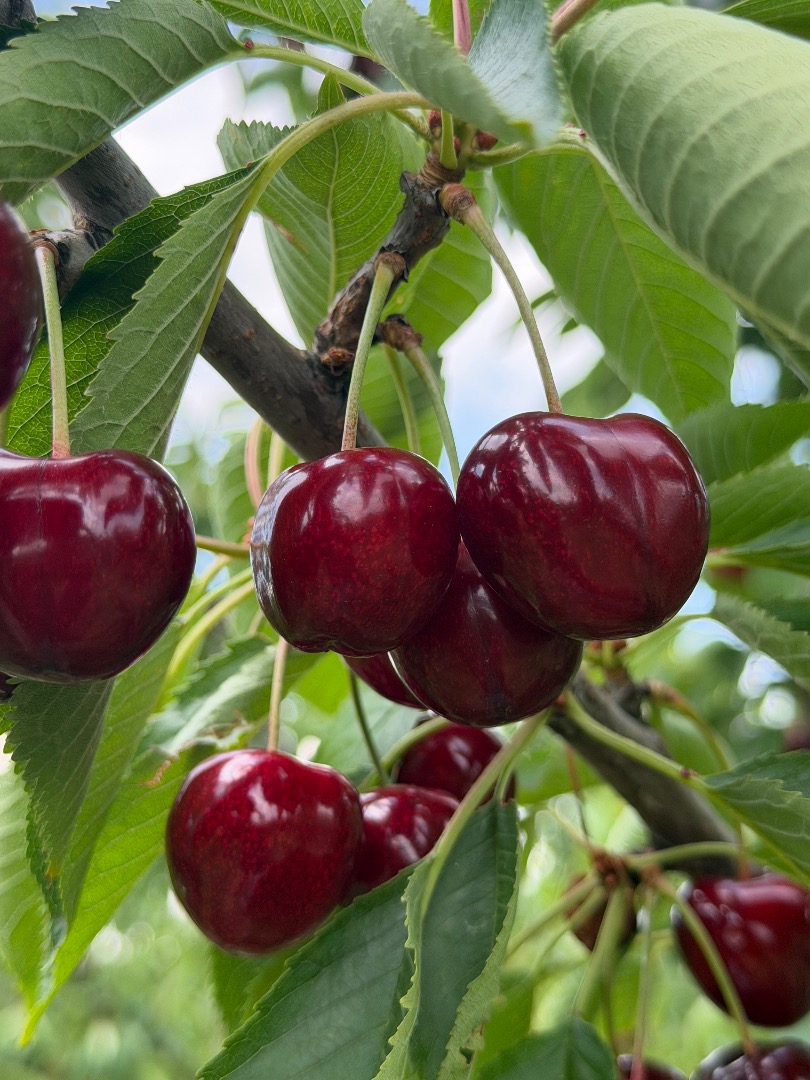 Vendo cerezas de alta calidad, con un sabor excelente