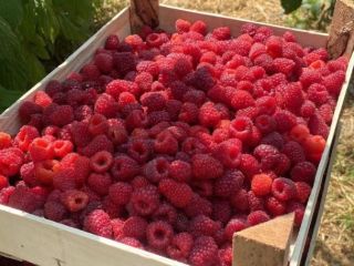 Exportación de frambuesas IQF de Uzbekistán: frambuesas enteras 90/10,