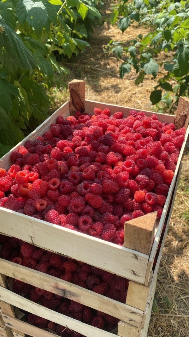 Exportación de frambuesas IQF de Uzbekistán: frambuesas enteras 90/10, frambuesas trituradas, crumble de frambuesa, frambuesas congeladas IQF para mermelada