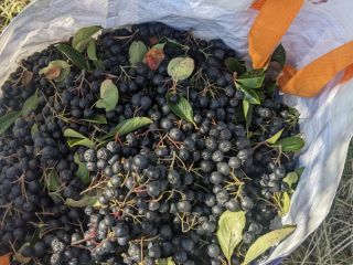 Hola, nos estamos preparando para la cosecha. Ofrezco a