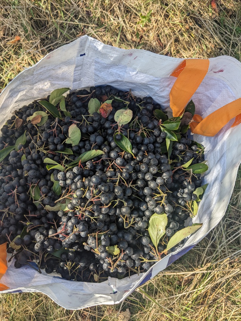 Hola, nos estamos preparando para la cosecha