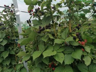 Vendemos moras dulces y sabrosas de la plantación Udati-Manzu,