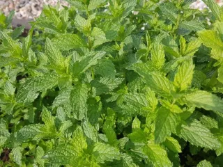 Ofrecemos menta y perejil de hoja plana de alta