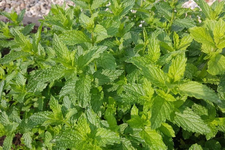 Ofrecemos menta y perejil de hoja plana de alta calidad, actualmente en el campo, lo que nos permite personalizar completamente la fecha de cosecha según sus