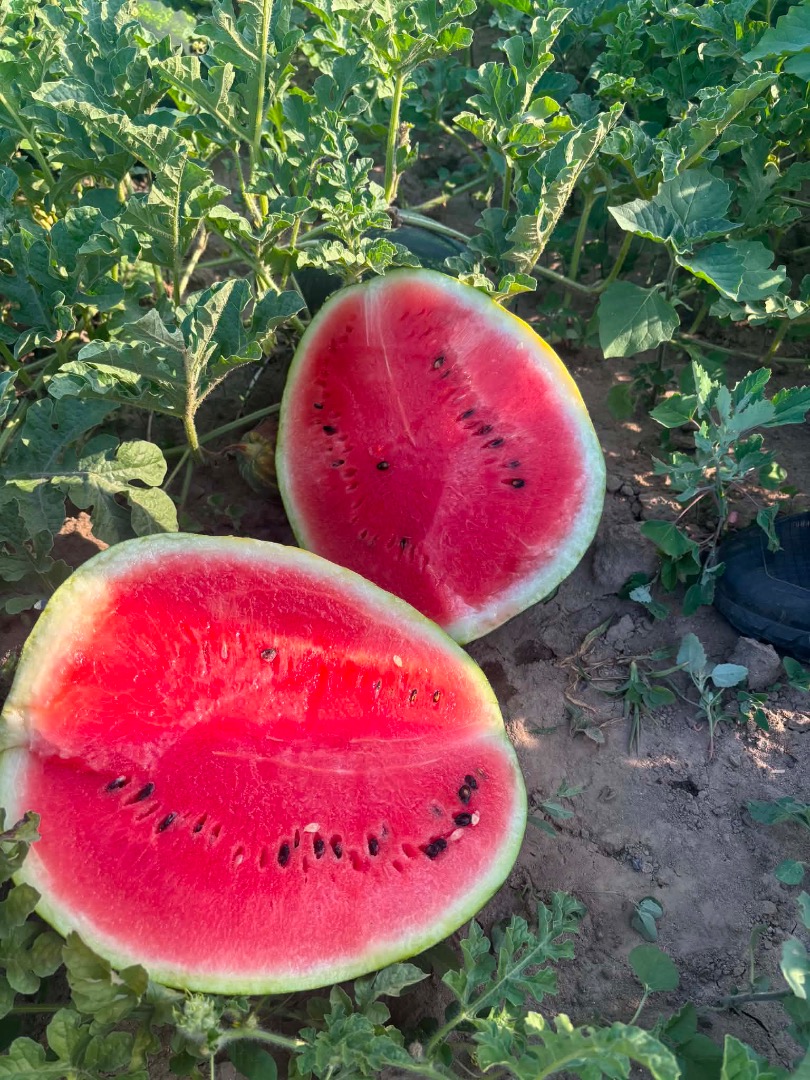 Vendo sandías búlgaras de primera calidad al por mayor, variedad Sorrento F1 de la región de Lyubimets