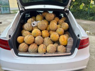 Productor de melones, el precio se determina por mensaje