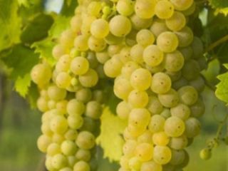En Somogysámson se venden uvas para vino en pequeñas