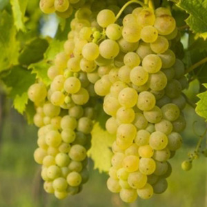 En Somogysámson se venden uvas para vino en pequeñas y grandes cantidades, incluyendo bayas