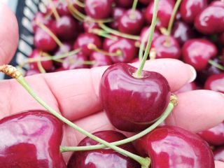Vendo cerezas. Tengo variedades como Kordia y Regina. Tengo