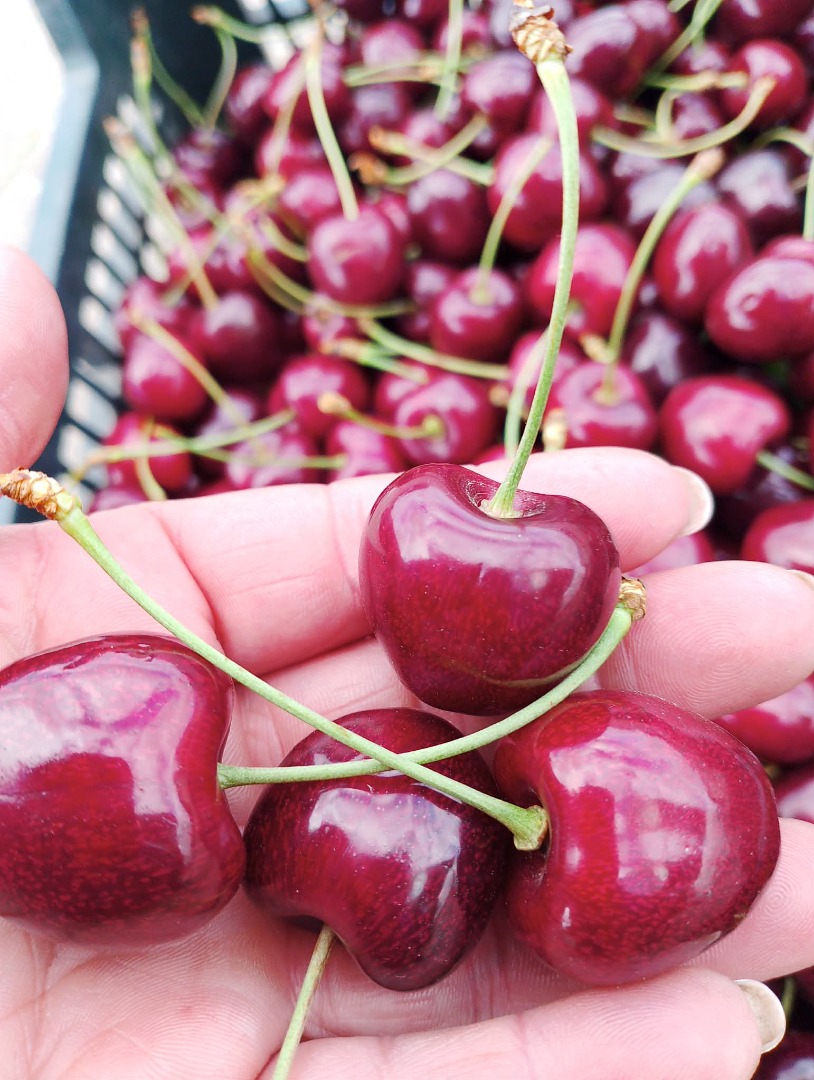 Vendo cerezas