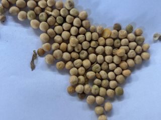 Tengo a la venta 150 t de guisantes amarillos,
