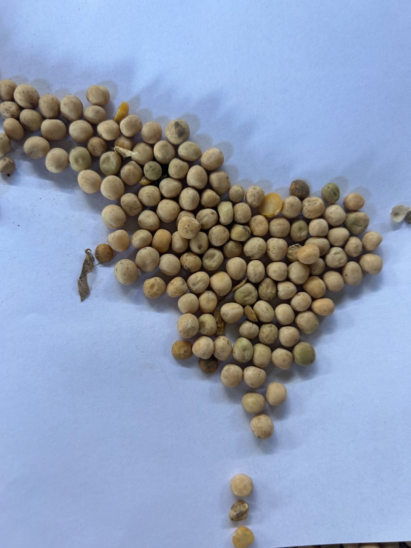 Tengo a la venta 150 t de guisantes amarillos, variedad Balltrap, distrito Levice, ciudad Kuraľany