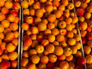 Hola, mi nombre es Olga, exportadora de fruta de