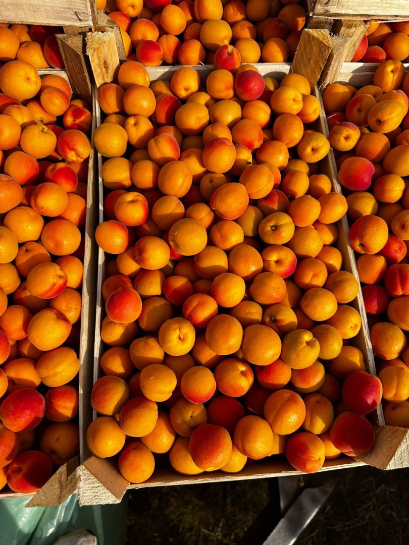 Hola, mi nombre es Olga, exportadora de fruta de Moldavia