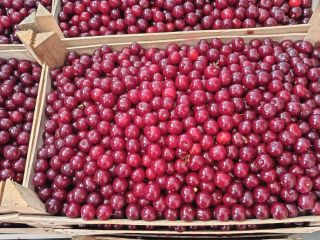 Hola, actualmente tenemos 40 toneladas de cerezas ácidas frescas