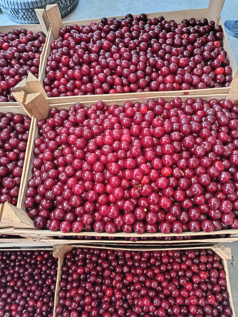 Hola, actualmente tenemos 40 toneladas de cerezas ácidas frescas en stock, listas para cargar y exportar