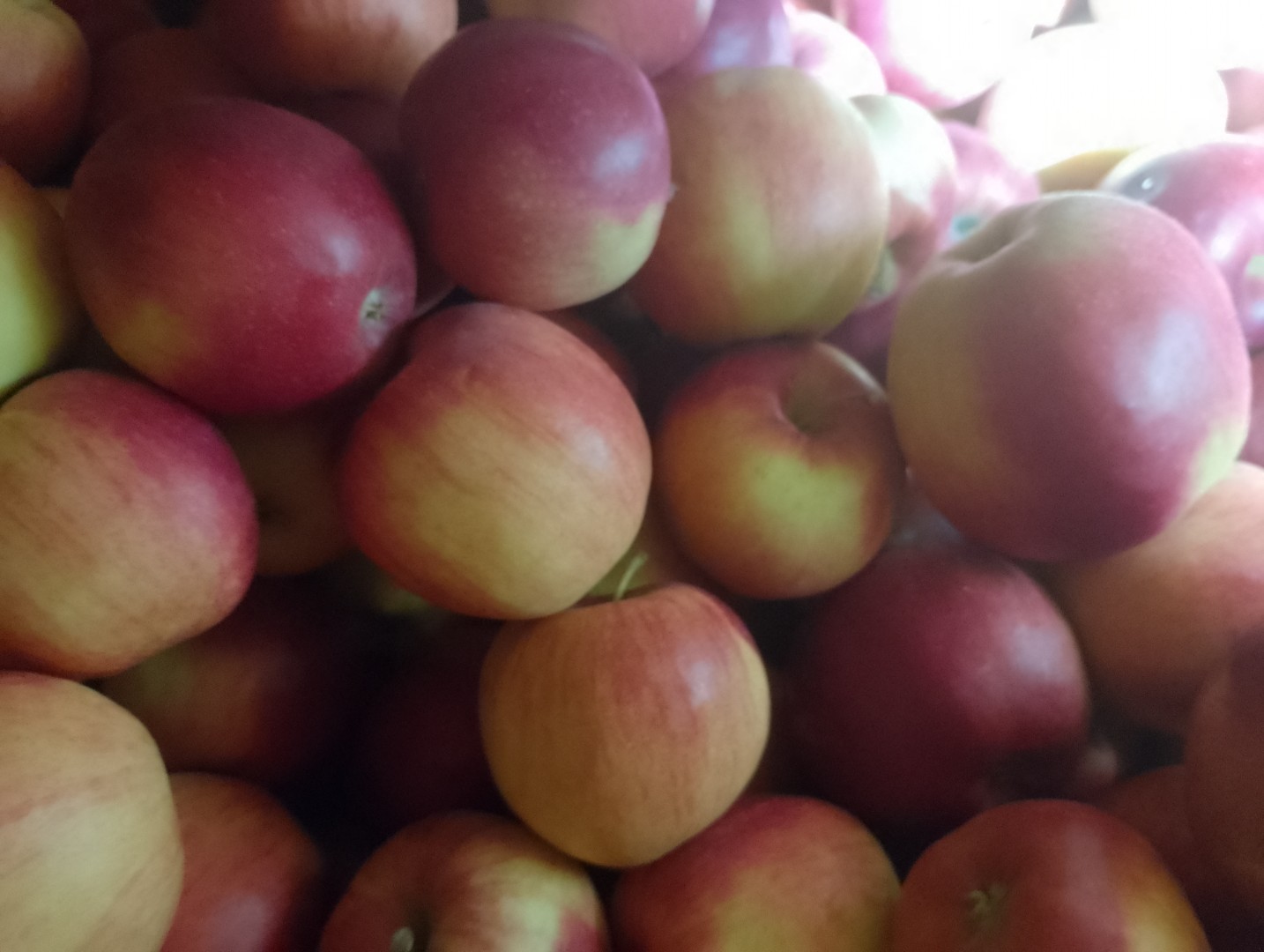 Se venden manzanas Idaret y Jonagoret