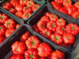 Vendo tomates frambuesa de primera calidad. Un tomate carnoso
