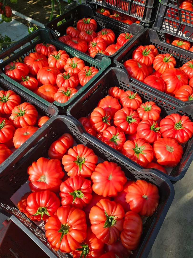Vendo tomates frambuesa de primera calidad