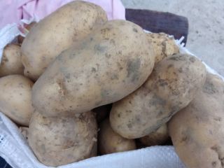 Hola. Vendo patatas, casi 3 toneladas, con urgencia. Somos