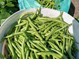 Vendo judías verdes de la variedad Paulista.
