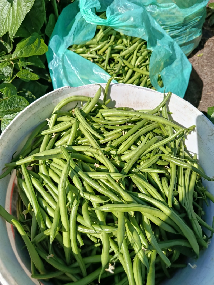 Vendo judías verdes de la variedad Paulista