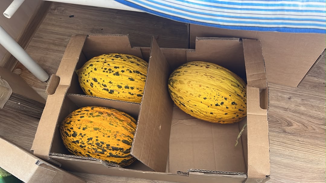 Estimados amigos de todo el mundo/ queremos vender nuestro producto/ Oferta al por mayor de melones de invierno variedad "Kirkma"