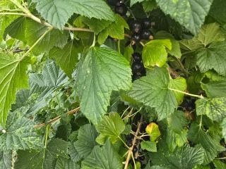 Hola, tengo grosellas negras cosechadas para la venta. Fecha